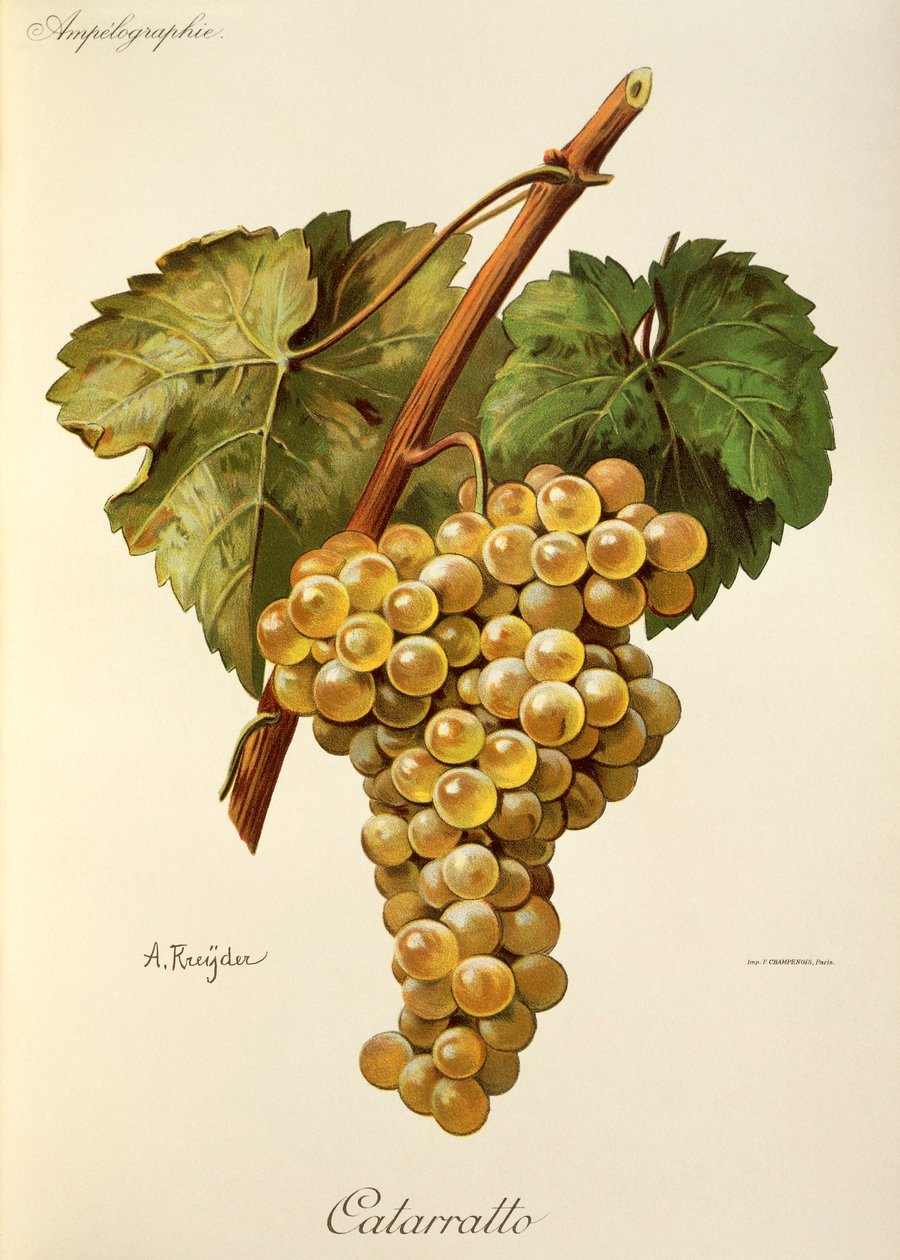 Fiano Traube von A. Kreyder von Alexis Kreyder