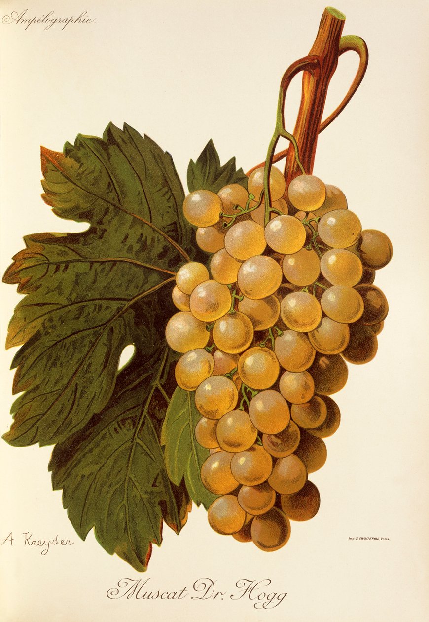 Muscat Dr. Hogg Traube von A. Kreyder von Alexis Kreyder
