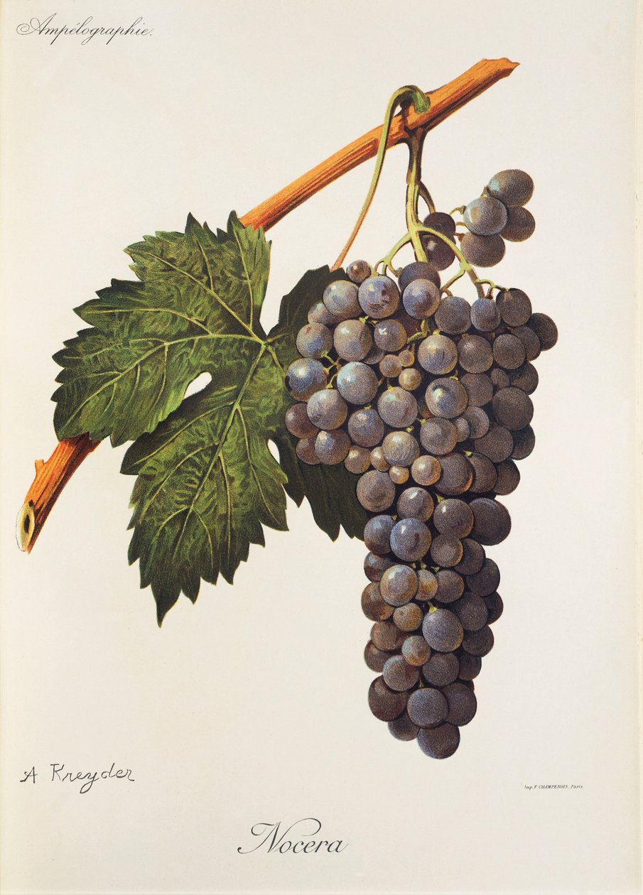 Nocera-Traube von Alexis Kreyder