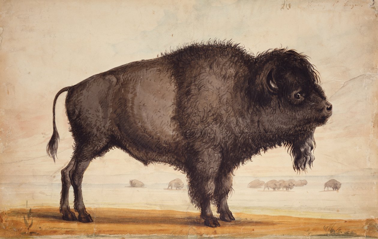 Den Wind wittern, ca. 1837 von Alfred Jacob Miller