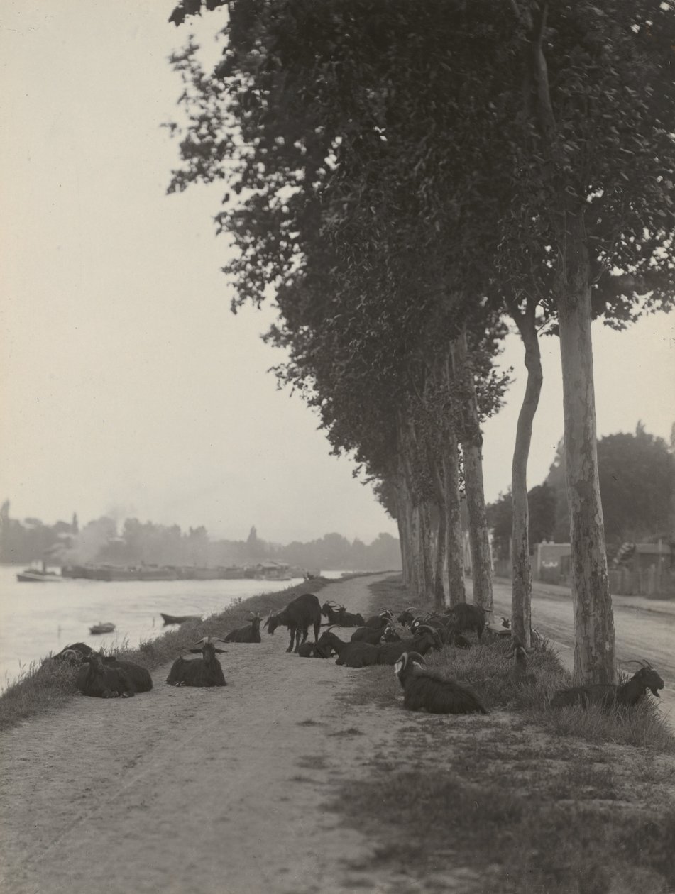 Ziegen vor Paris von Alfred Stieglitz