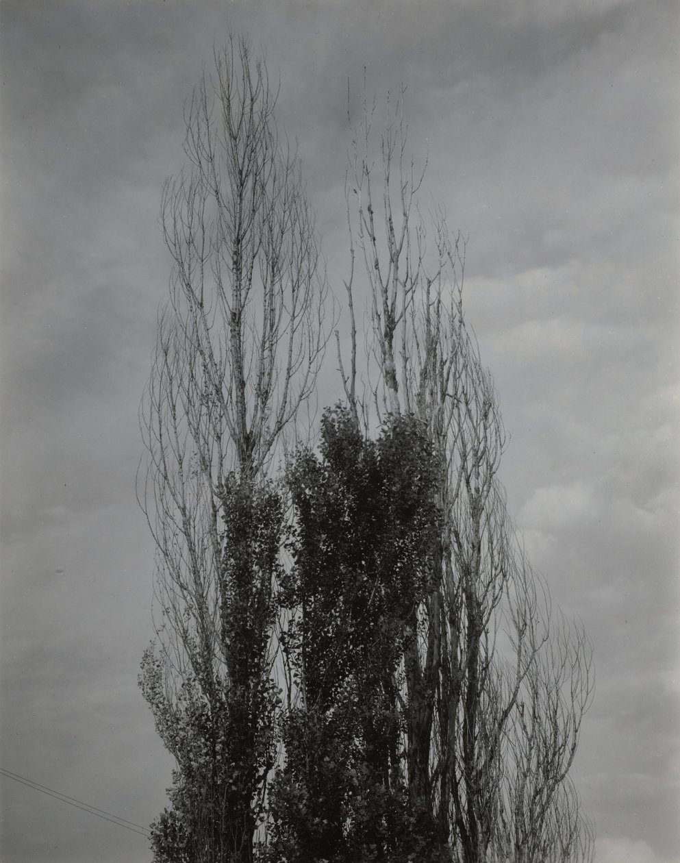 Pappeln am Lake George von Alfred Stieglitz