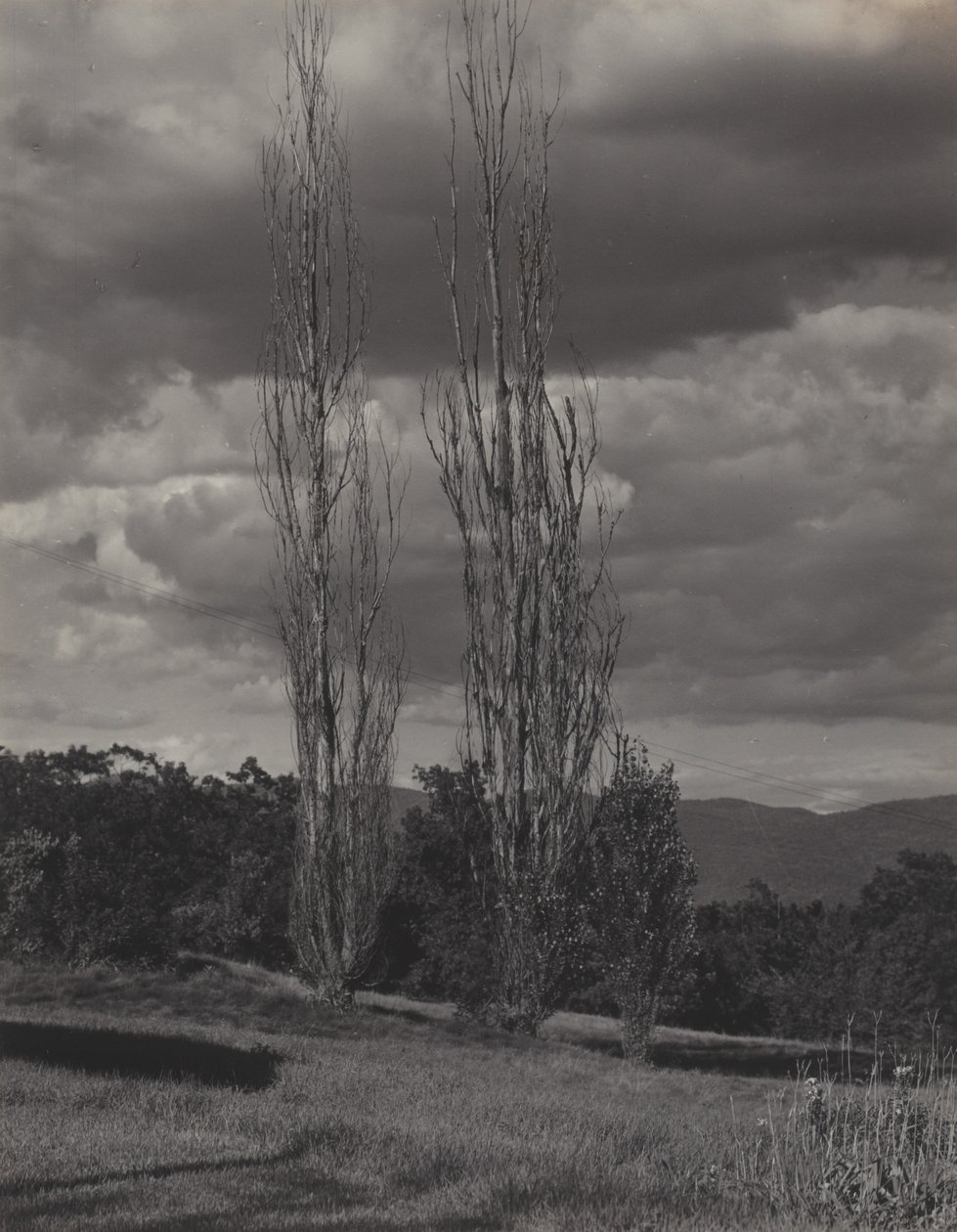 Pappeln—Lake George von Alfred Stieglitz