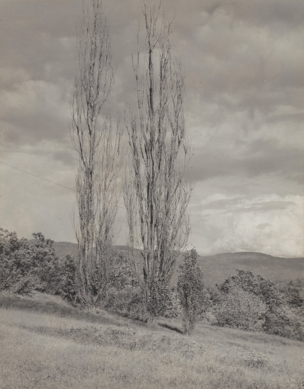 Pappeln - Lake George von Alfred Stieglitz