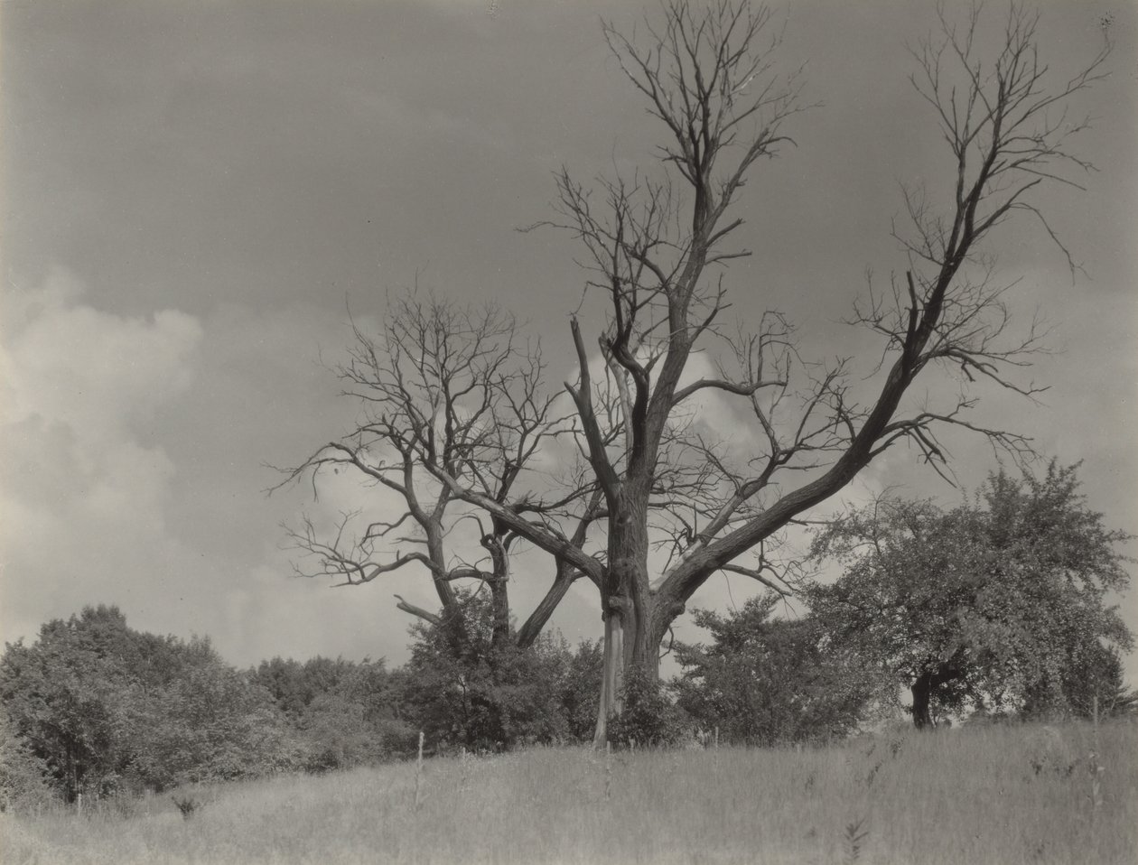 Der sterbende Kastanienbaum von Alfred Stieglitz
