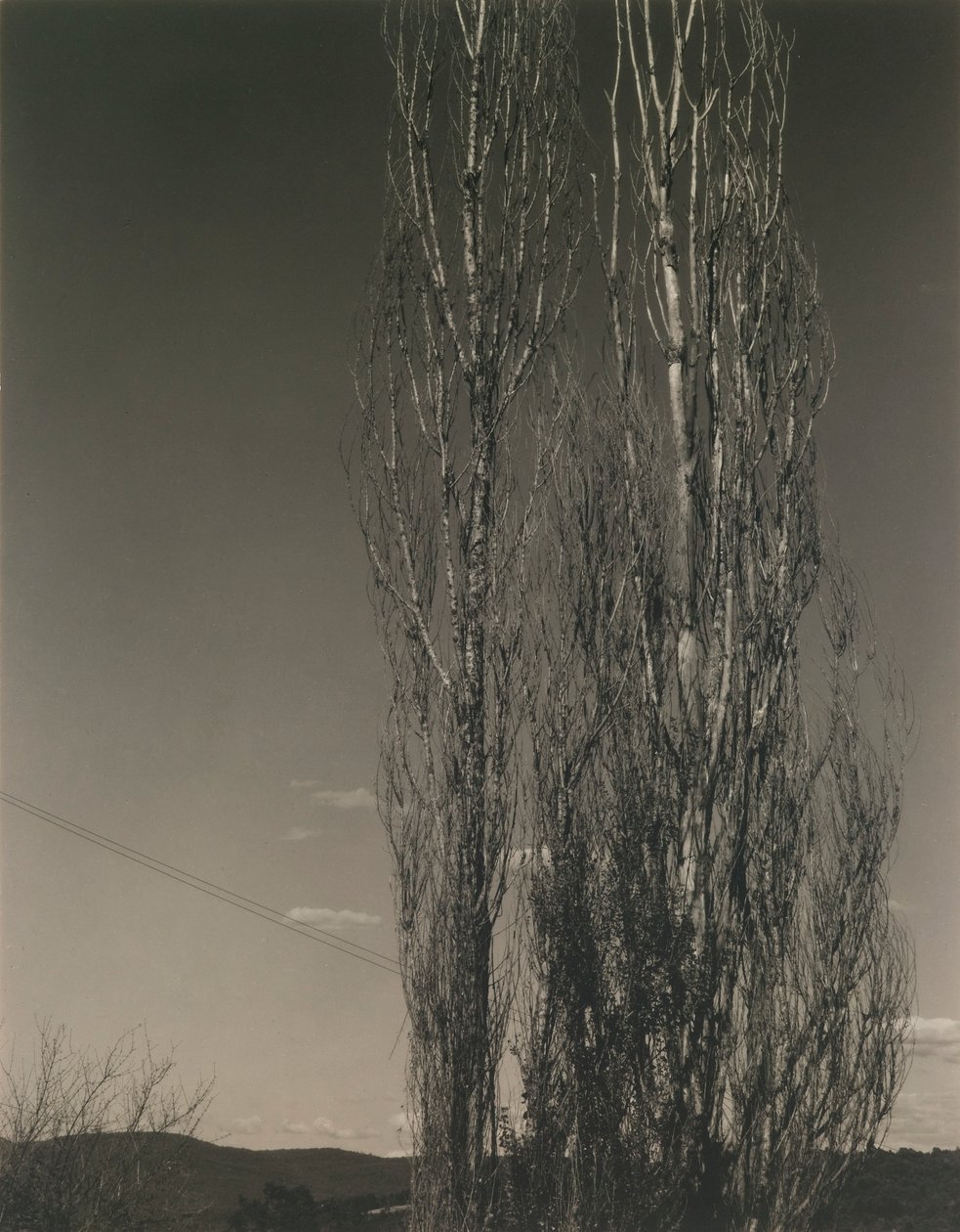 Die zwei Pappeln, Lake George von Alfred Stieglitz