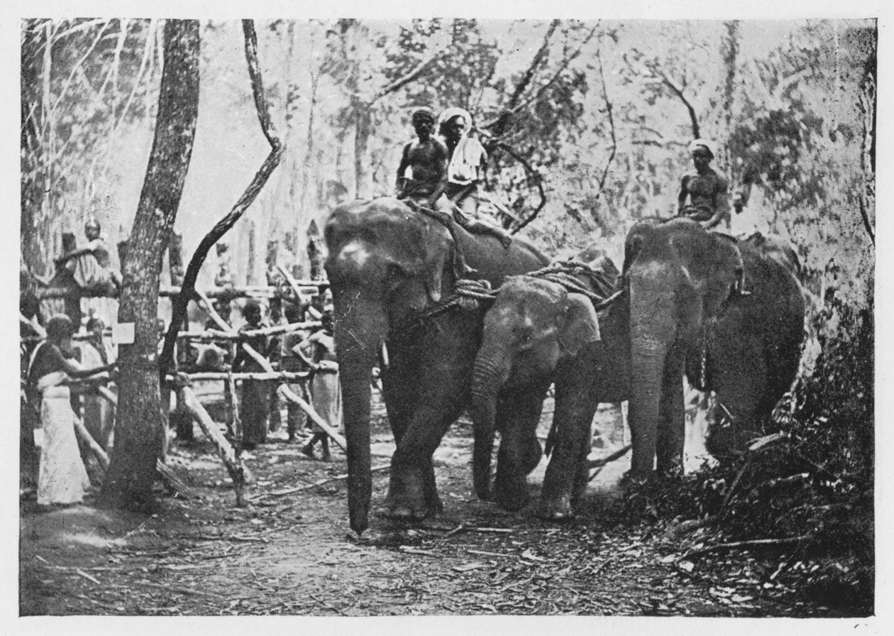 Elefanten-Kraaling in Ceylon - Nicht mehr frei, um 1890, 1910 von Alfred William Amandus Plate