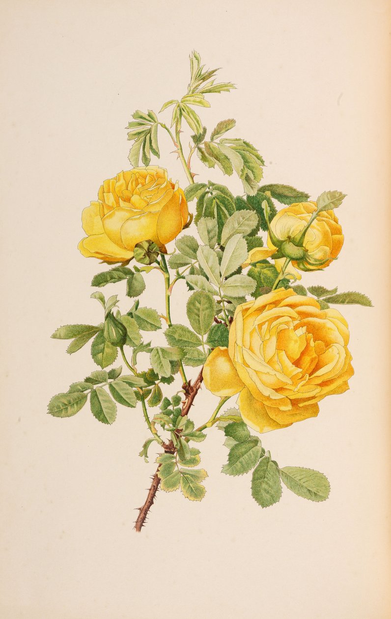Illustration aus 