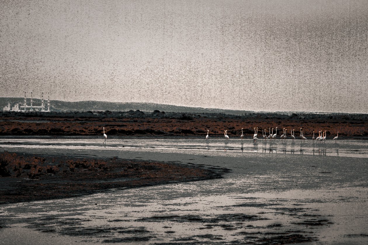 Versammlung, aus der Serie Camargue Flamingos von Alice Gur-Arie