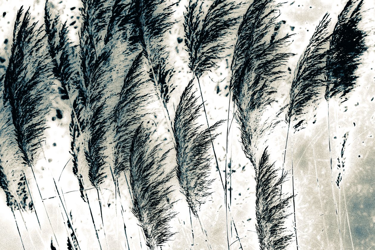 Wind aus dem Westen von Alice Gur Arie