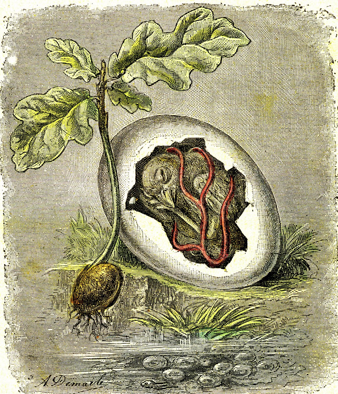 Natur. Ei und Samen: Erster Zustand organisierter Wesen. Natürliche Schöpfung und Lebewesen. (J. Rengade) Zeichnung von A. Demarle. 1885 von Alphonse Demarle