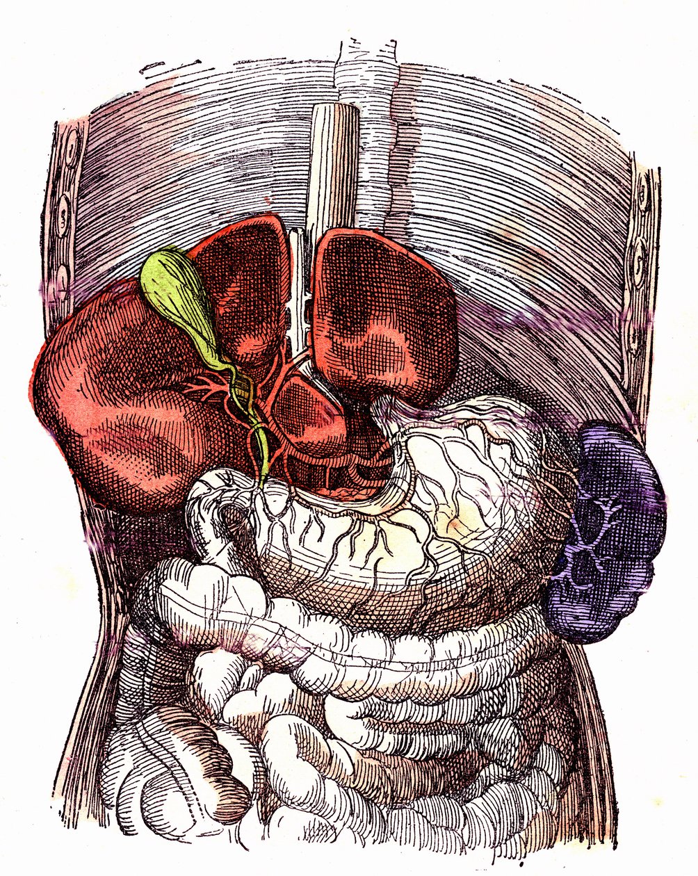 Der Verdauungstrakt - Normales Leben & Gesundheit von J. Rengade - Zeichnung von A. Demarle 1881 von Alphonse Demarle