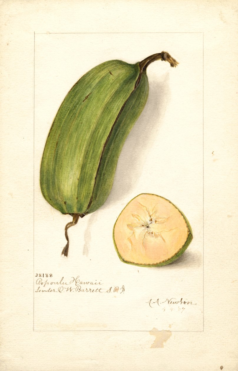 Bananen (Musa: Popoulu Hawaii) von Amanda Almira Newton