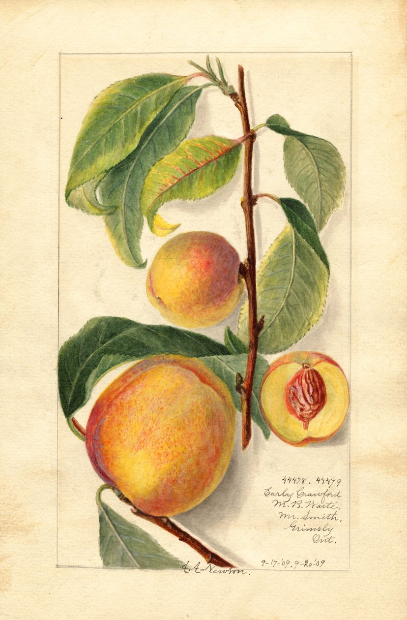 Pfirsiche (Prunus persica) von Amanda Almira Newton