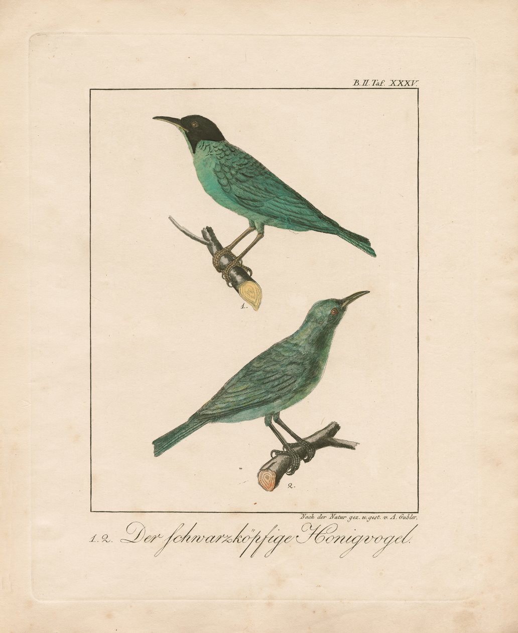 Schwarzkehl-Honigfresser von Ambrosius Gabler