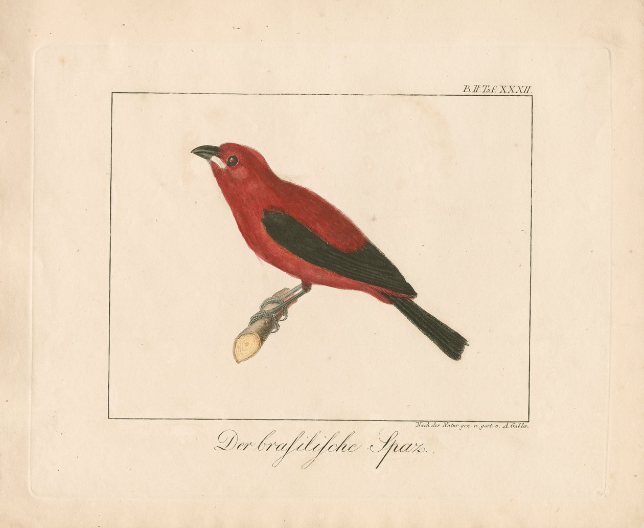 Brasilianischer Fink (handkolorierte Kupferstichgravur) von Ambrosius Gabler