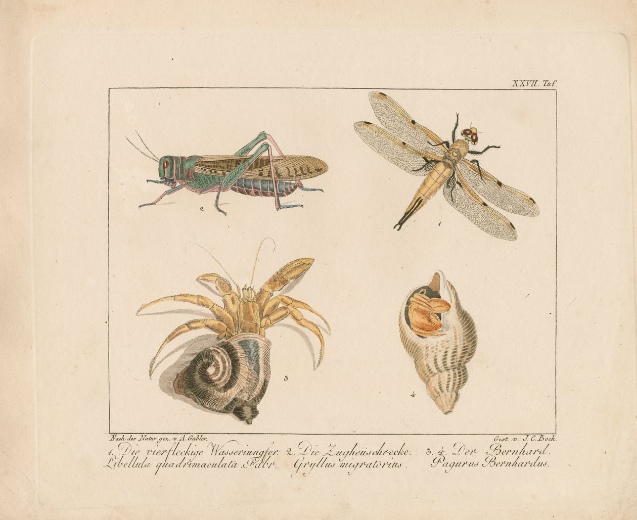 Libelle, Heuschrecke und Einsiedlerkrebs von Ambrosius Gabler