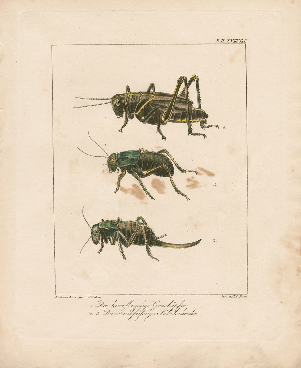 Heuschrecke und Buschgrillen (handkolorierte Kupferstichgravur) von Ambrosius Gabler