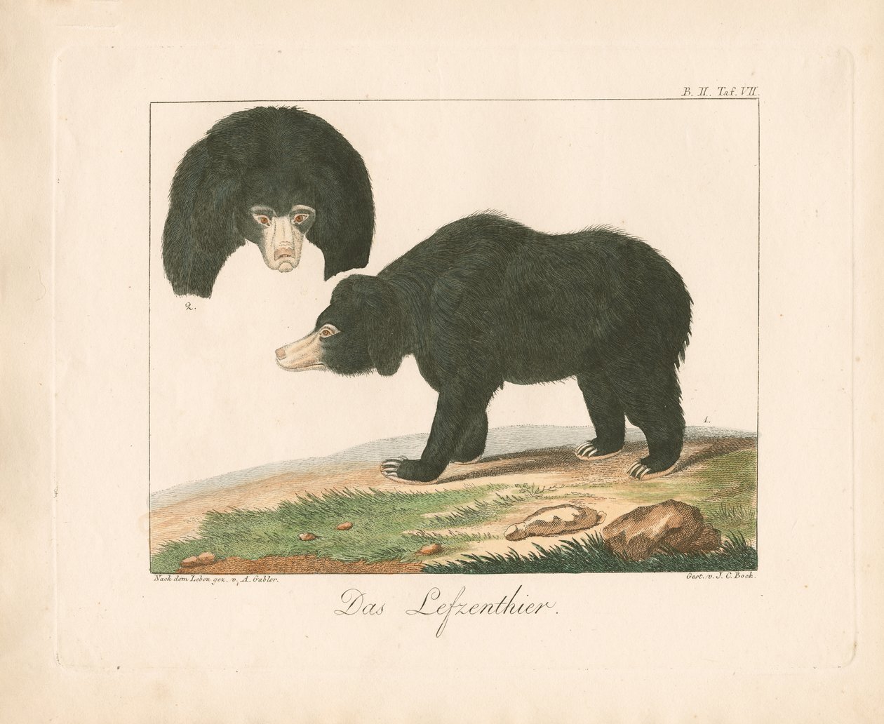 Malaiischer Sonnenbär von Ambrosius Gabler