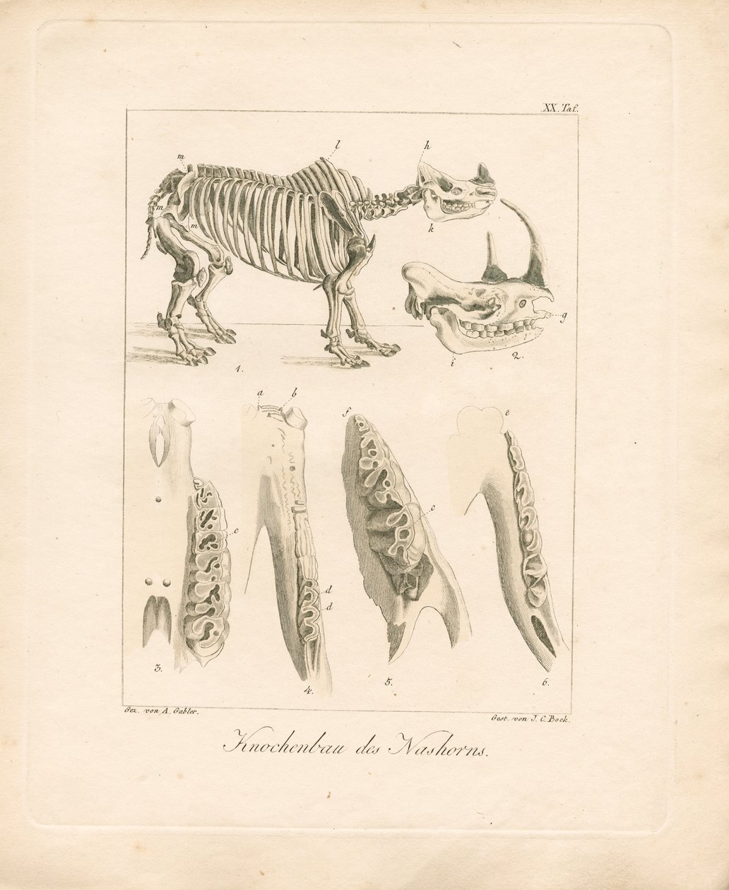 Nashorn-Skelettstruktur von Ambrosius Gabler