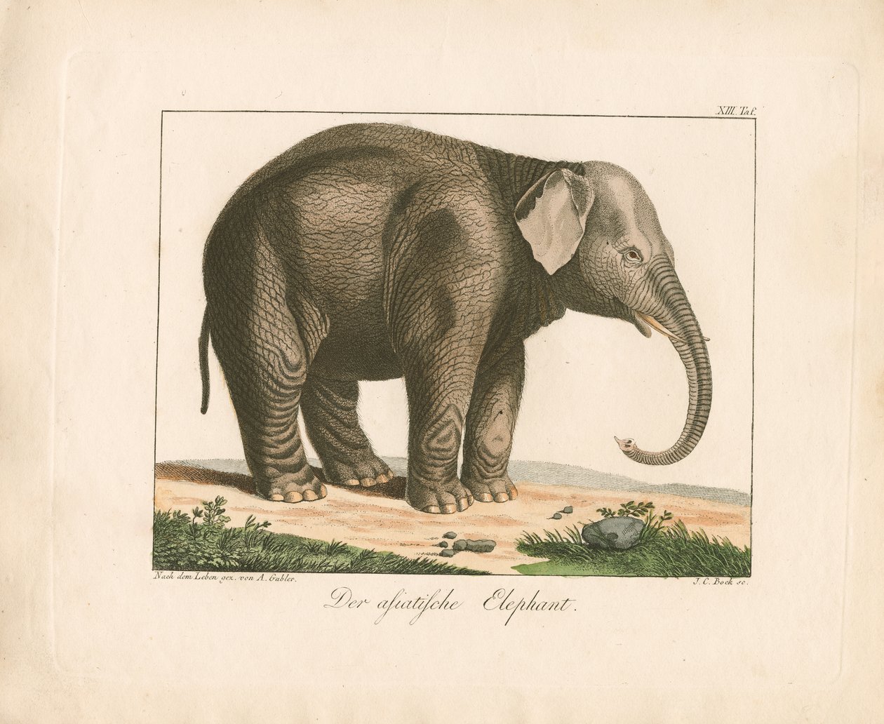 Der Asiatische Elefant von Ambrosius Gabler