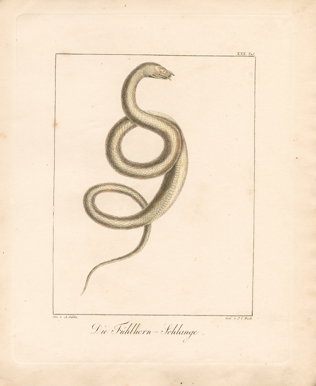 Die Fühlerschlange von Ambrosius Gabler