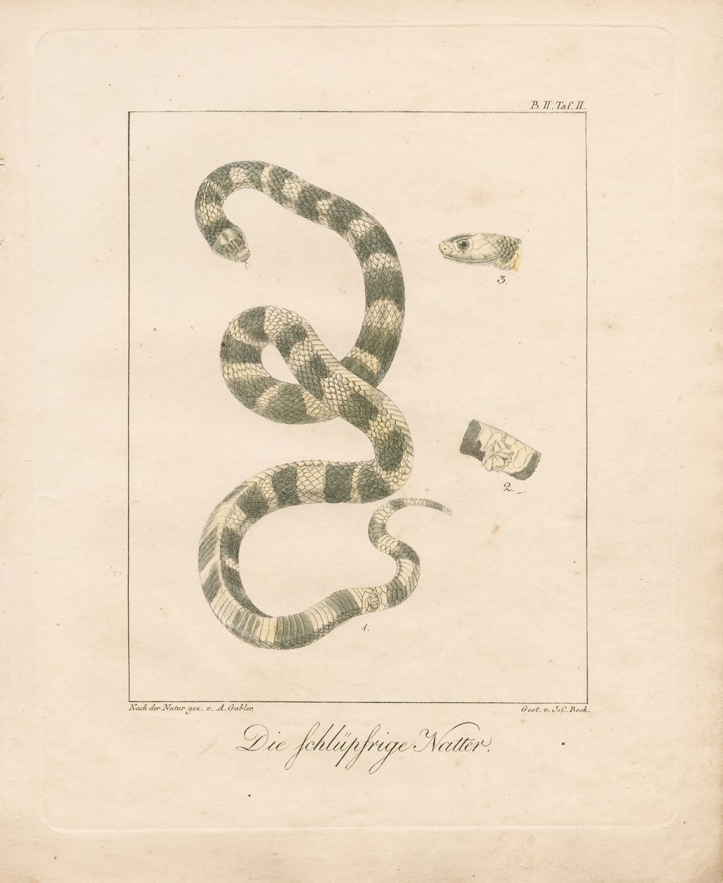 Die Ringelnatter von Ambrosius Gabler
