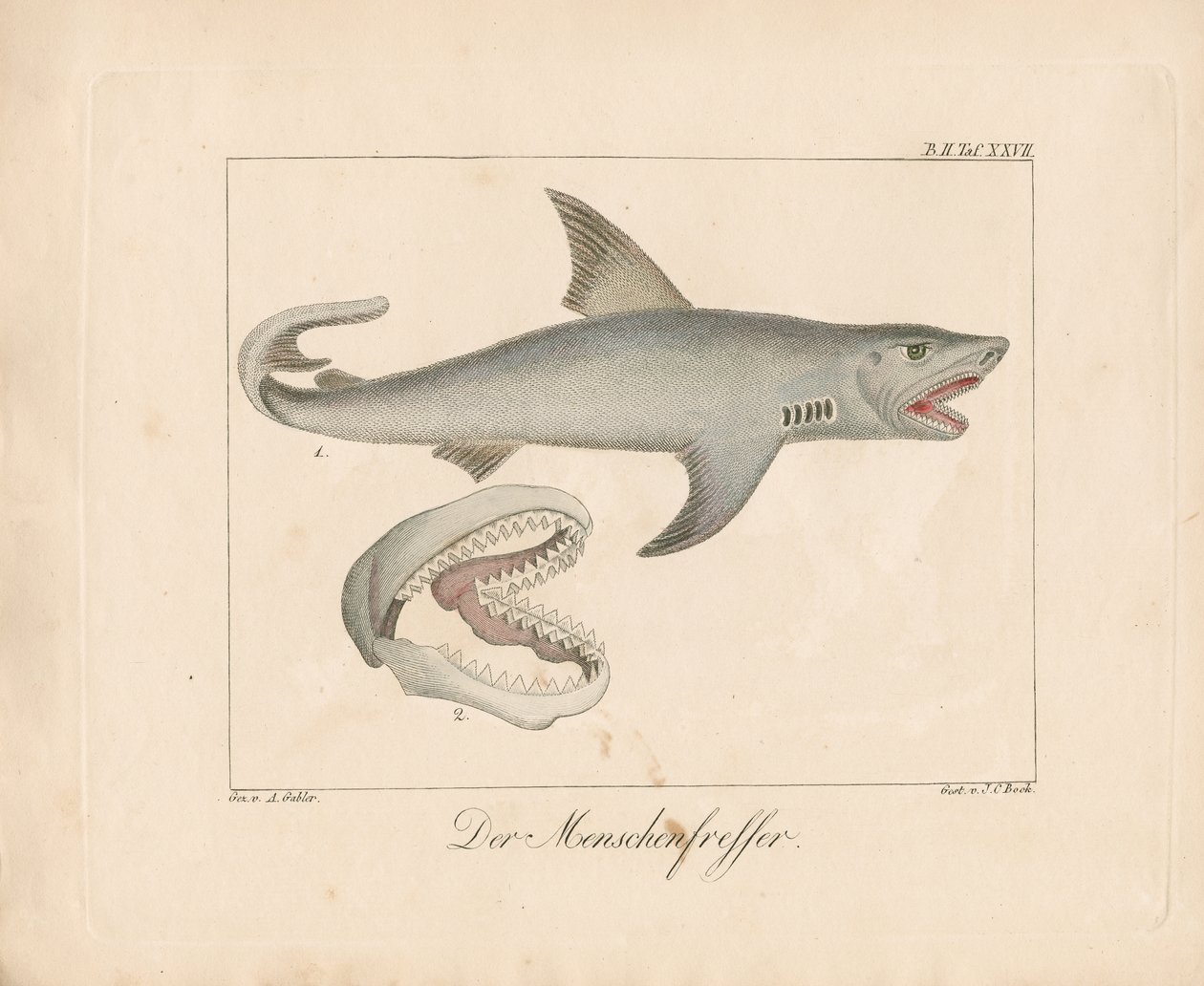 Der Menschenfresserhai von Ambrosius Gabler
