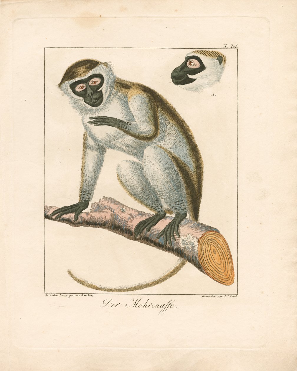 Der Mooraffe von Ambrosius Gabler