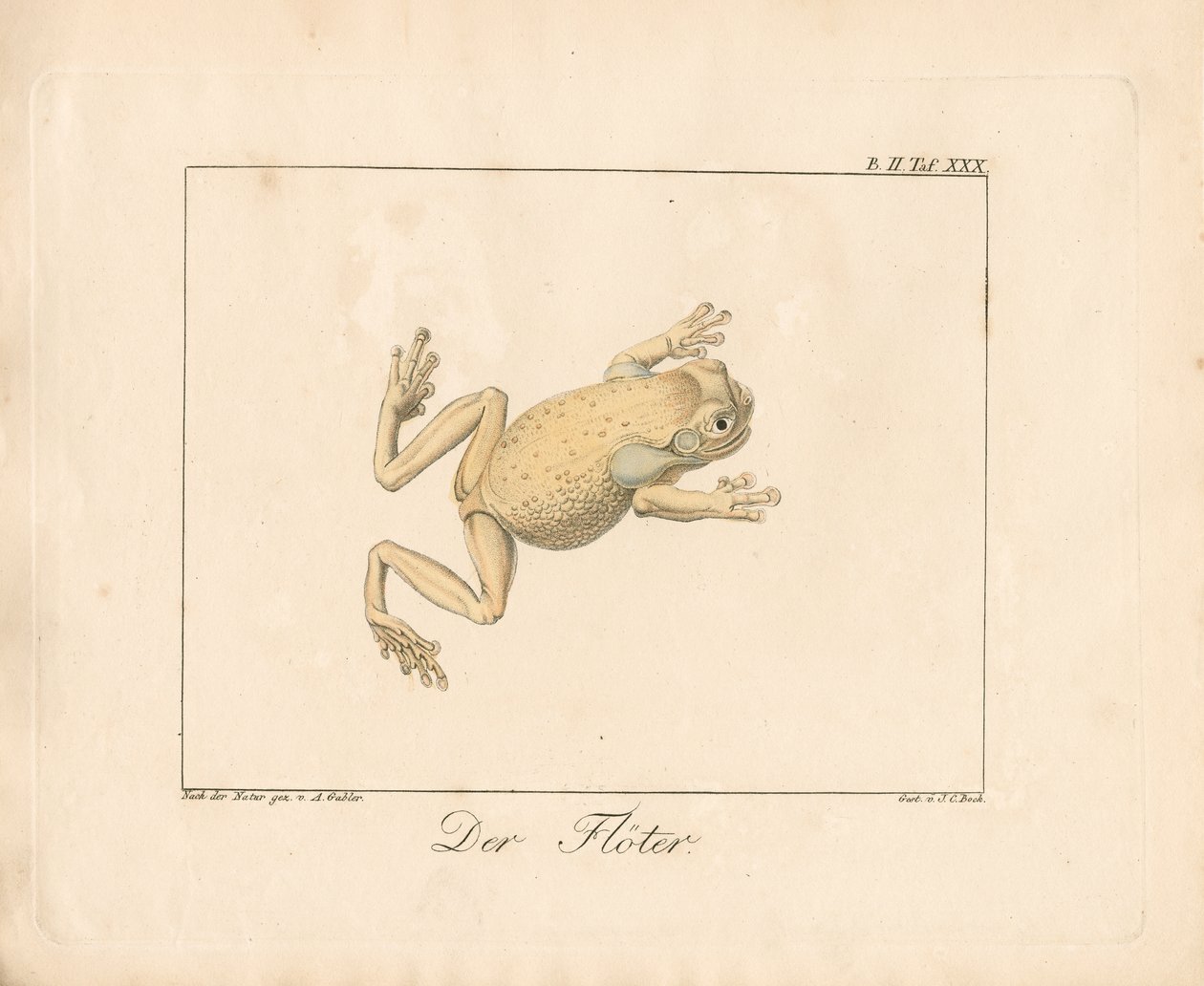 Der Pfeifer (handkolorierte Lithografie) von Ambrosius Gabler