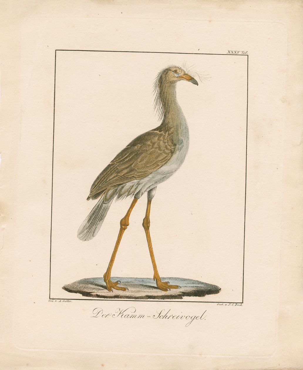 Rotbeinige Seriema von Ambrosius Gabler
