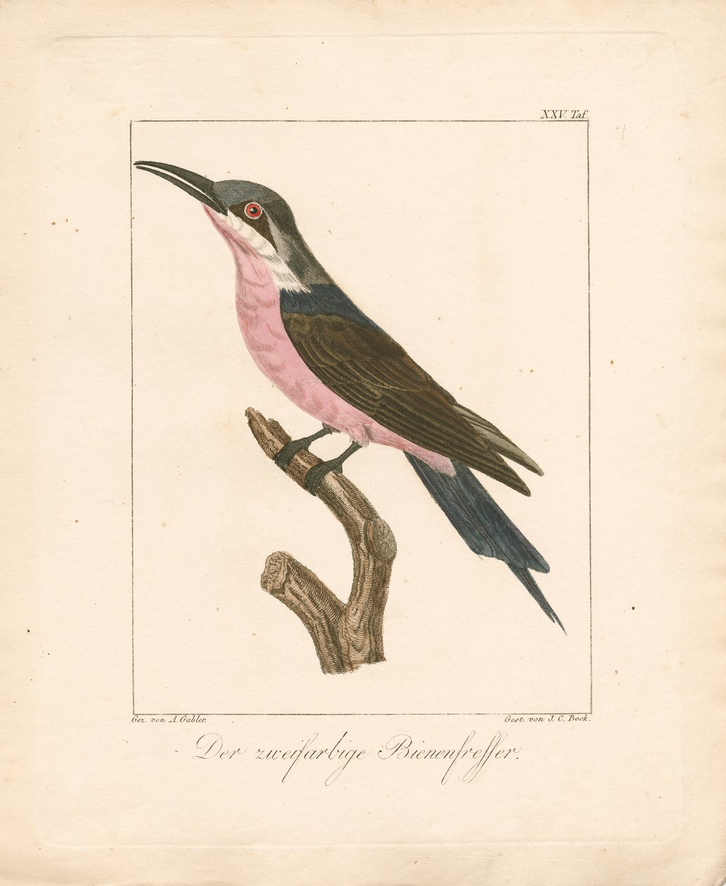 Der Zweifarbige Bienenfresser (handkolorierte Lithografie) von Ambrosius Gabler