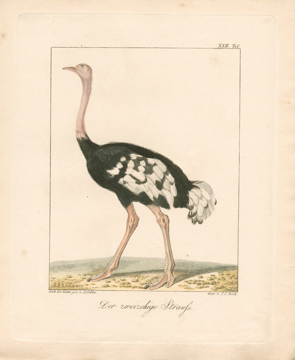 Der Zweizehenstrauß von Ambrosius Gabler
