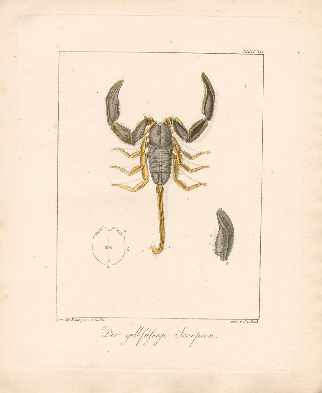 Der Gelbbein-Skorpion (handkolorierte Kupferstichgravur) von Ambrosius Gabler