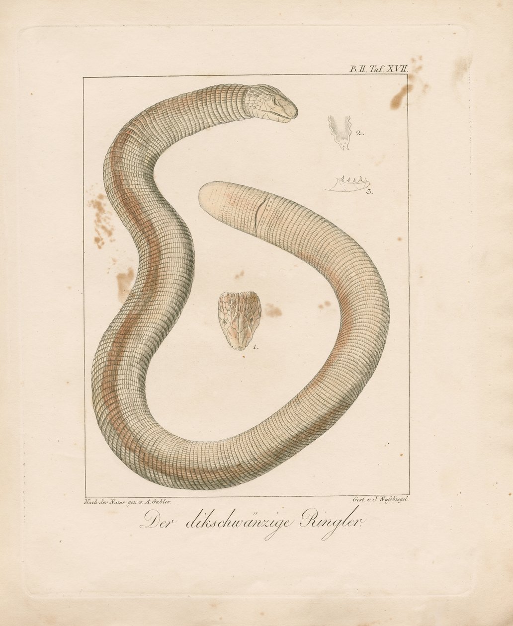 Dickschwanz-Wurmechse von Ambrosius Gabler