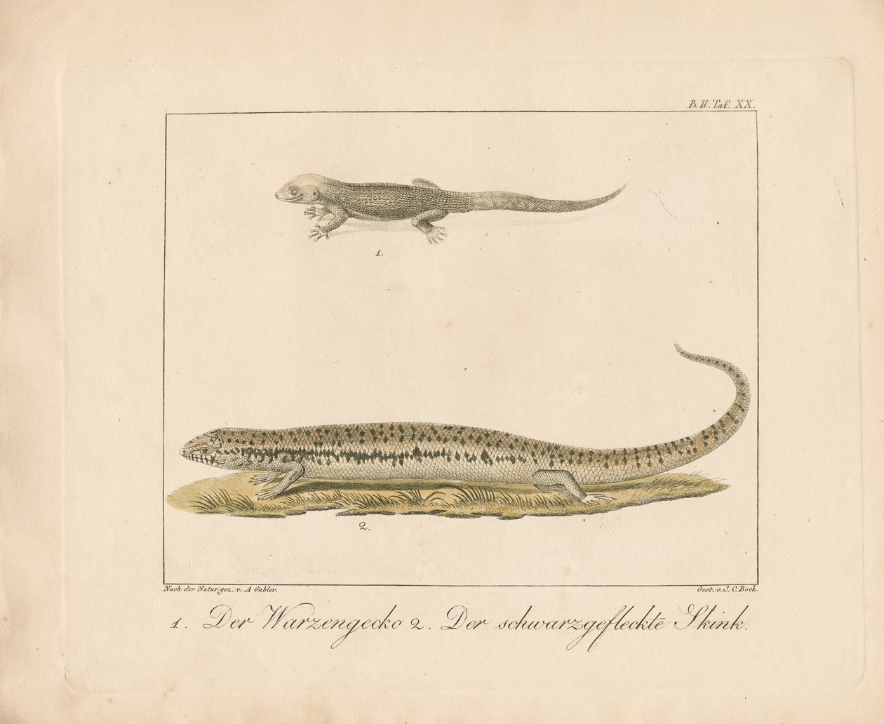 Türkischer Gecko und Okellierter Skink von Ambrosius Gabler