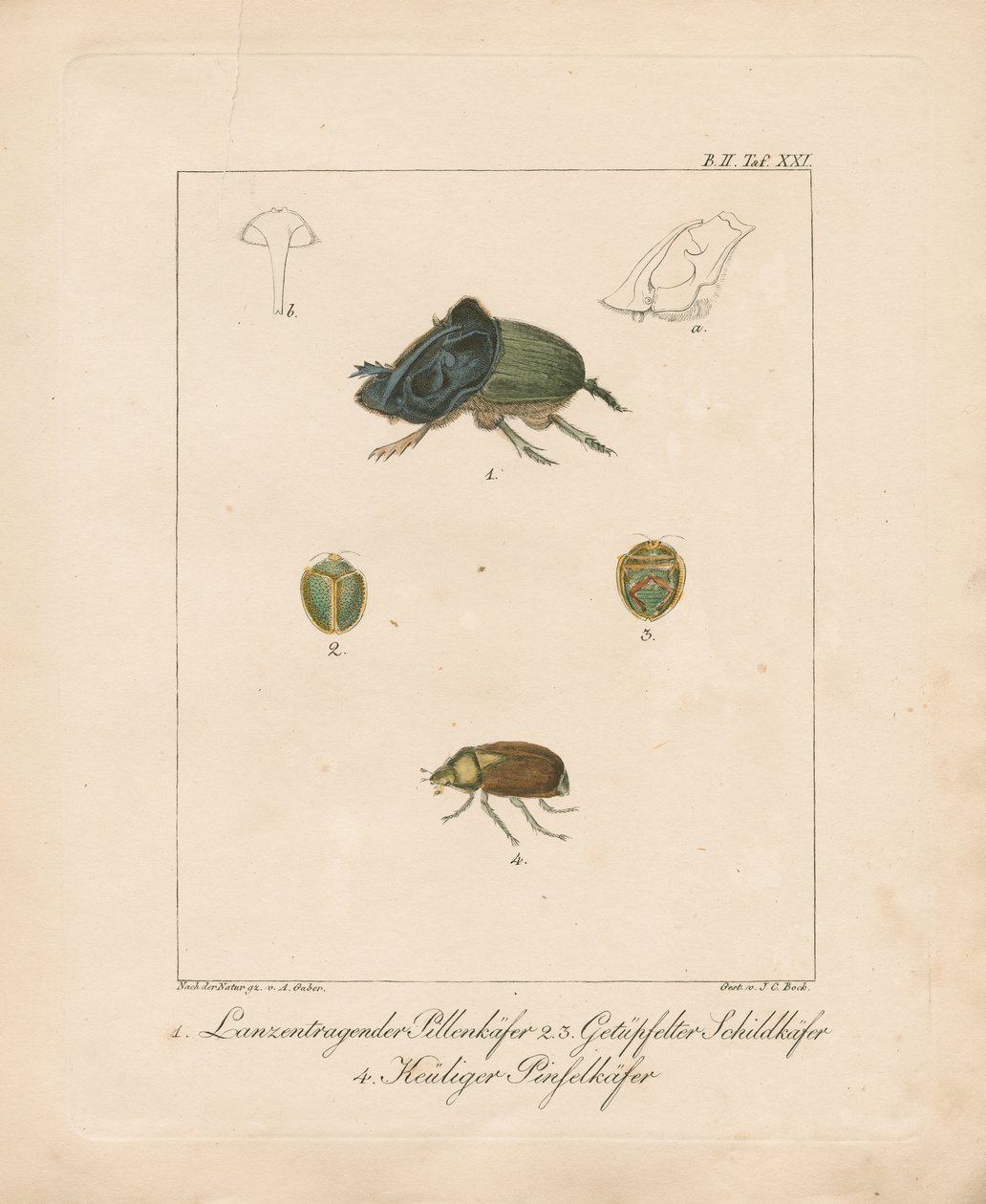 Verschiedene Käferarten von Ambrosius Gabler