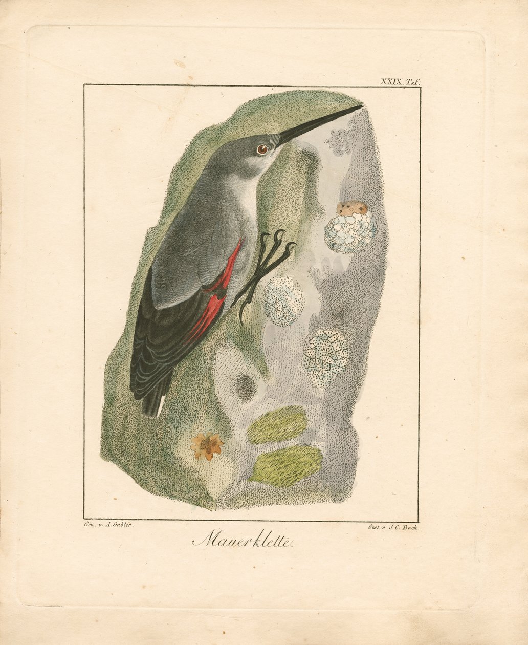 Mauerläufer von Ambrosius Gabler