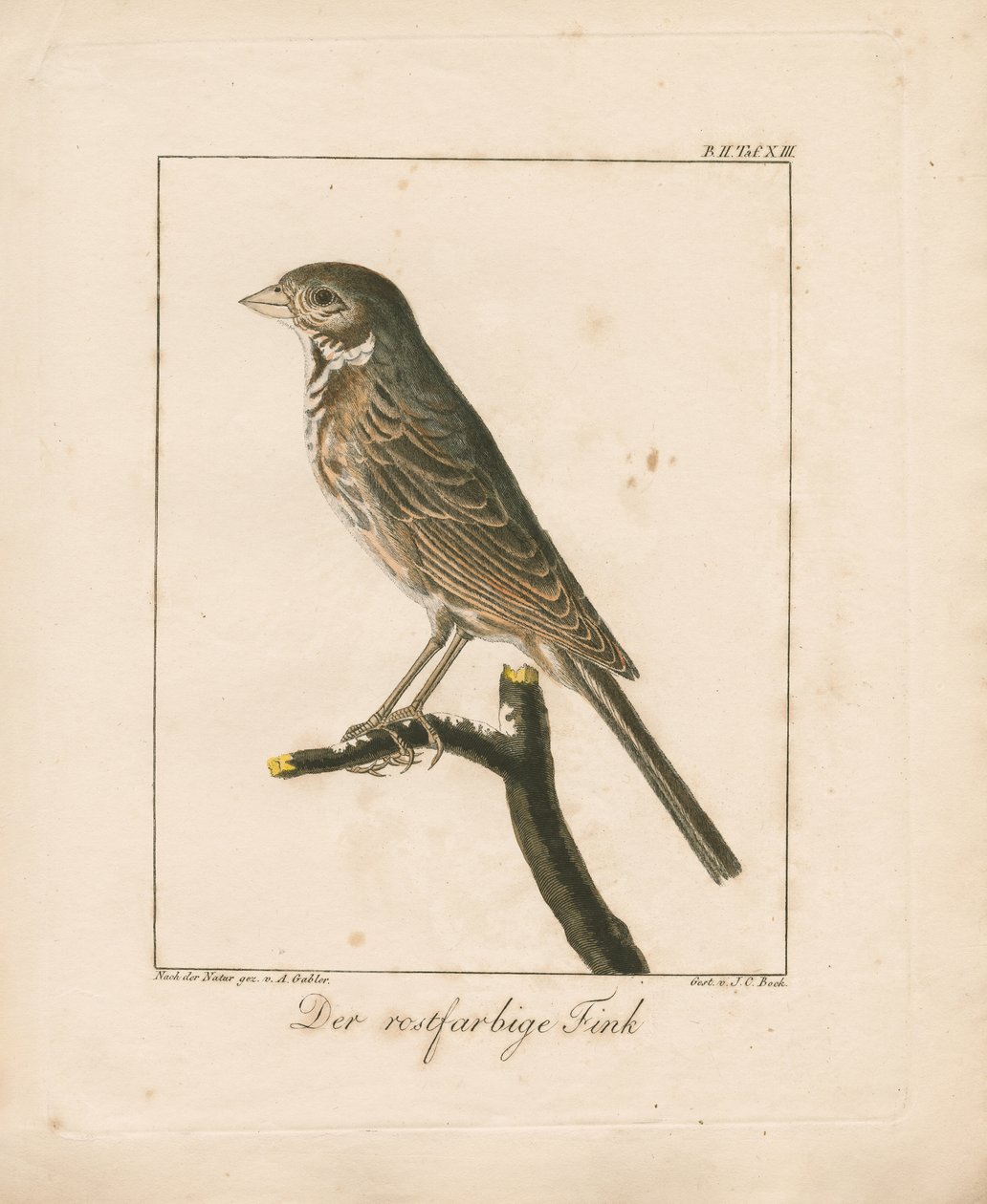 Goldammer von Ambrosius Gabler