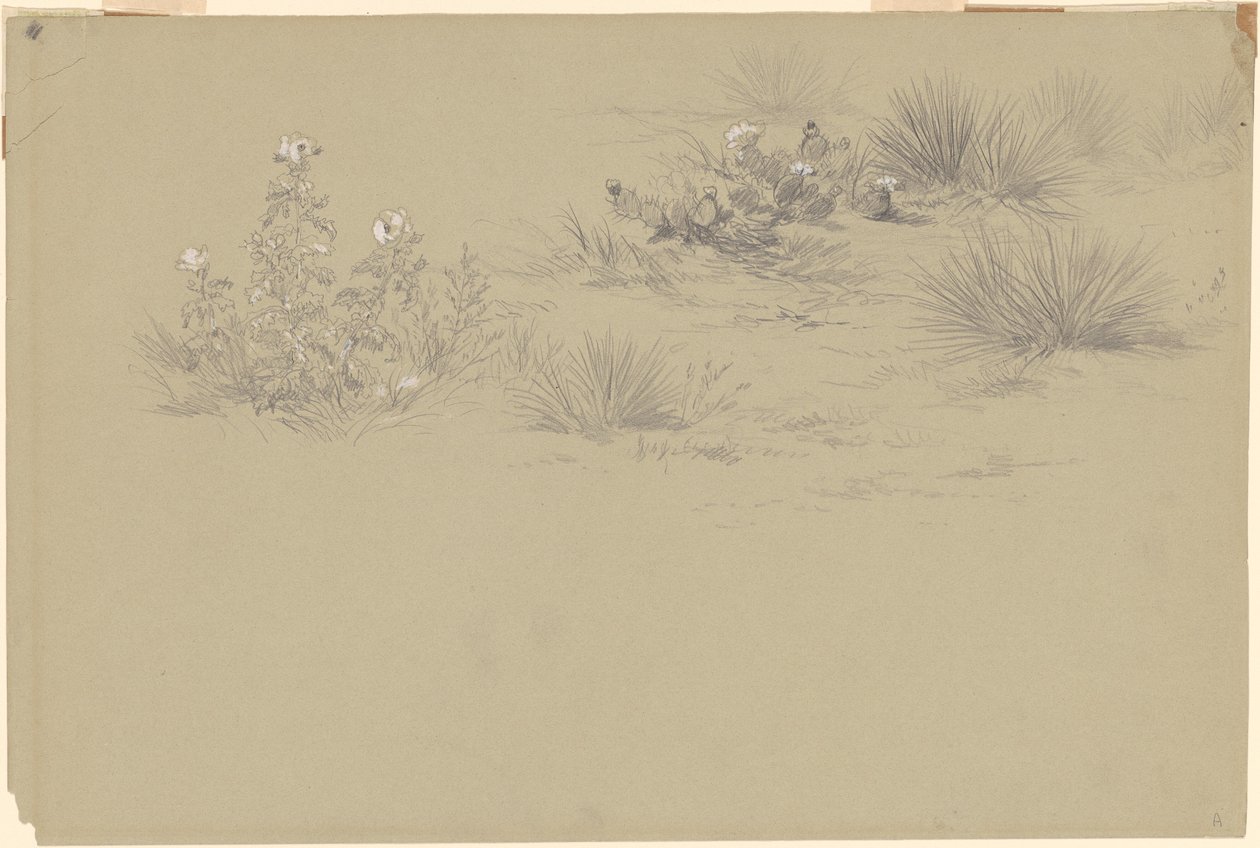 Blühender Busch und Wüstenpflanzen von American 19th Century after John Frederick Kensett