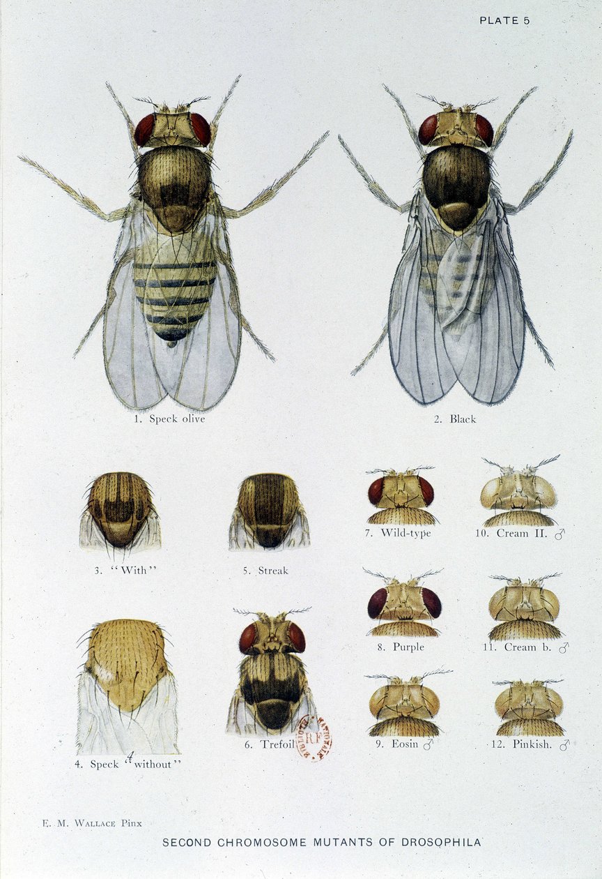 Bienen - in „Contributions to the Genetics of Drosophila Melanogaster“, Thomas H. Morgan von American School