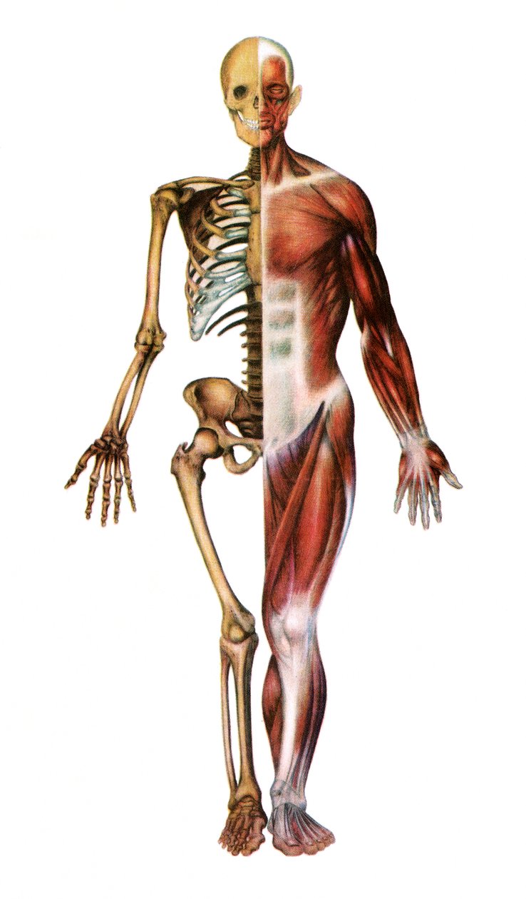 Menschliche Anatomie Skelett 880x880