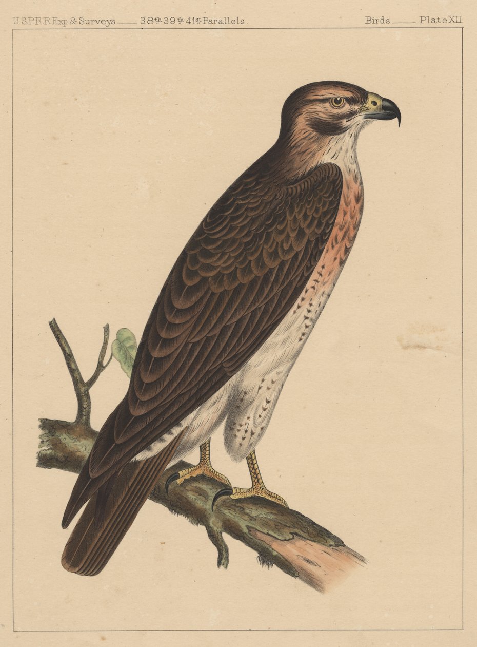 Vögel, Tafel XII, 1855 von American School