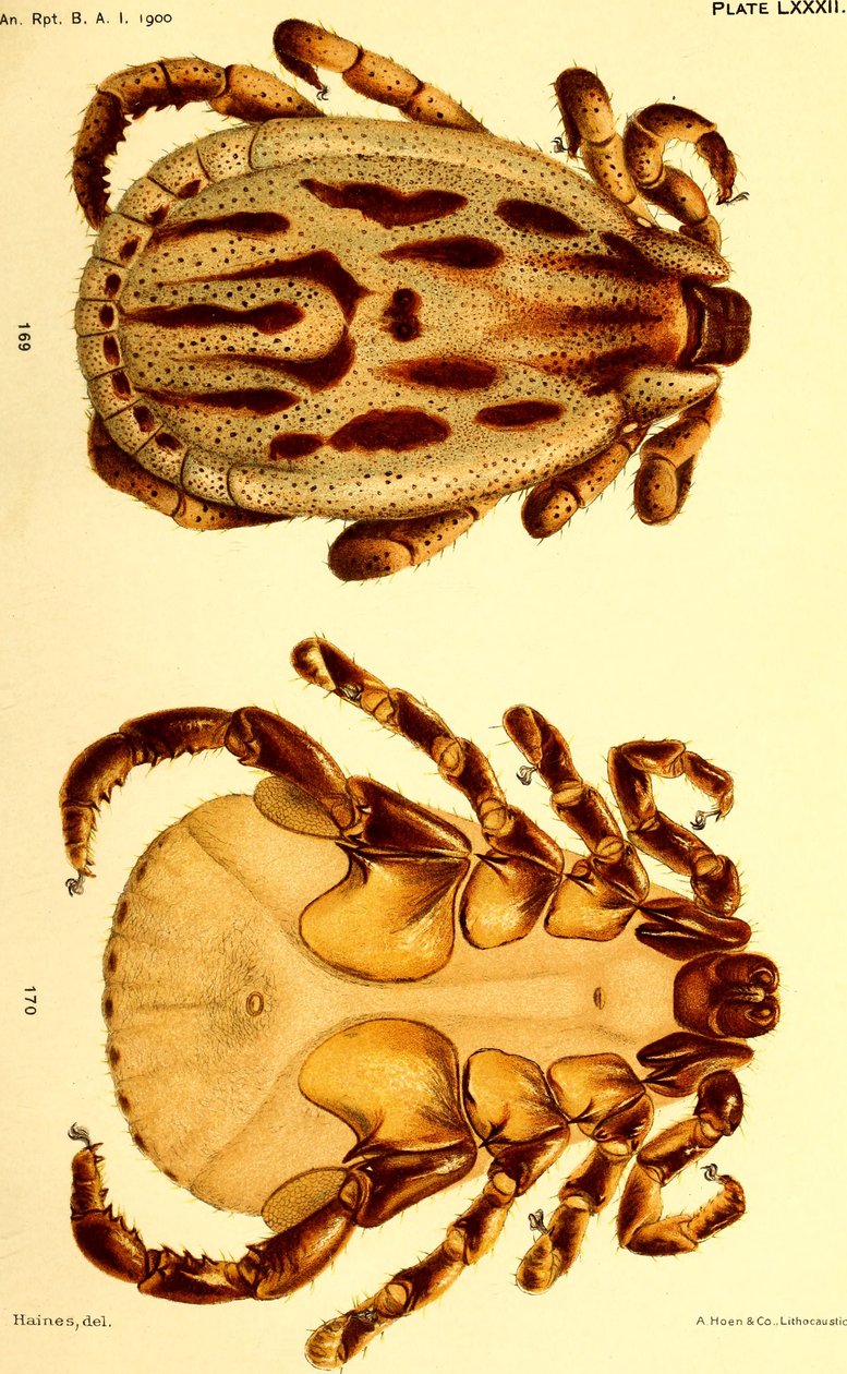 Männlicher Dermacentor reticulatus, Illustration aus 