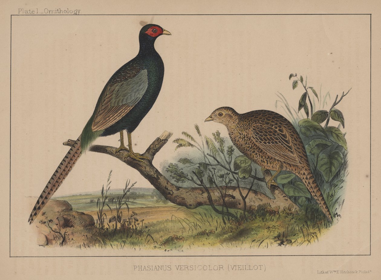 Phasianus Versicolor (Vieillot) von American School