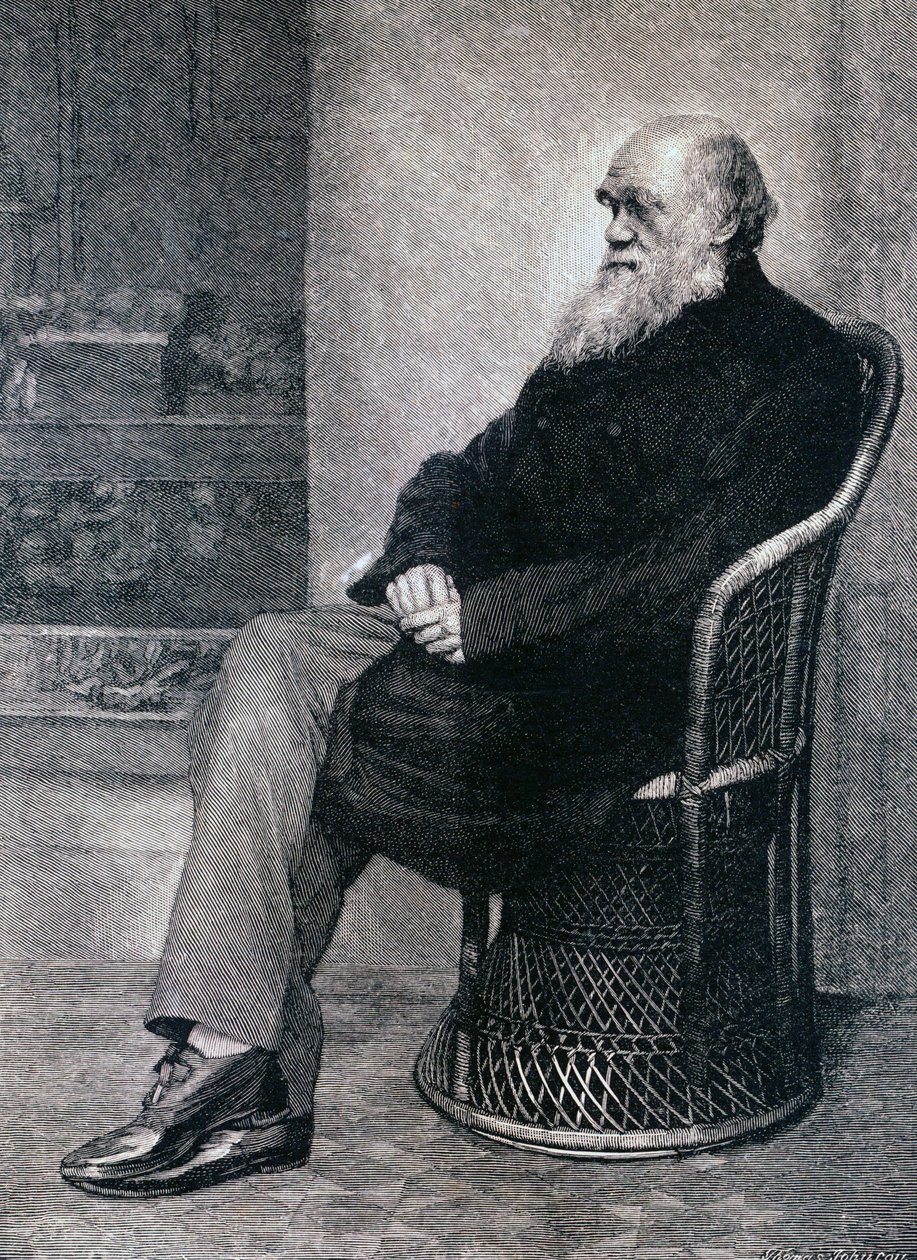 Porträt von Charles Darwin von American School