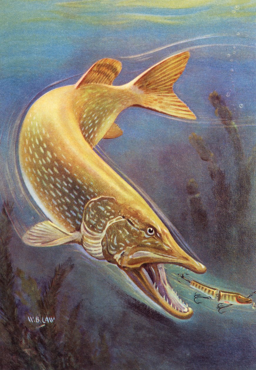 Sportfischen: Hecht schlägt auf einen Köder von American School