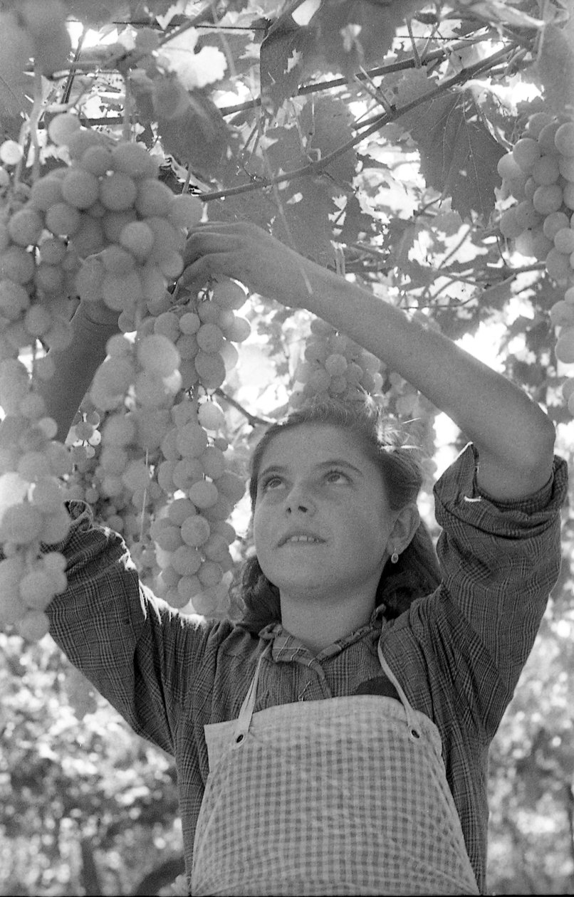 Bittere Trauben - Die sehr junge Pergolona von Ando Gilardi