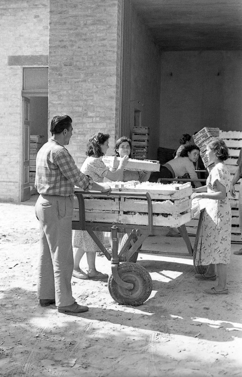 Bittere Trauben - Lagerhauslagerung von Ando Gilardi