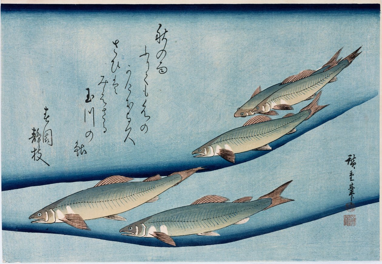 Flussforelle, aus der Serie Sammlung von Fischen von Ando or Utagawa Hiroshige